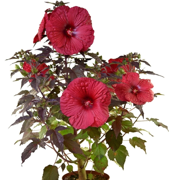 Hibiskus bagienny Summerific® ‘Holy Grail’ – gigantyczne, czerwone kwiaty
