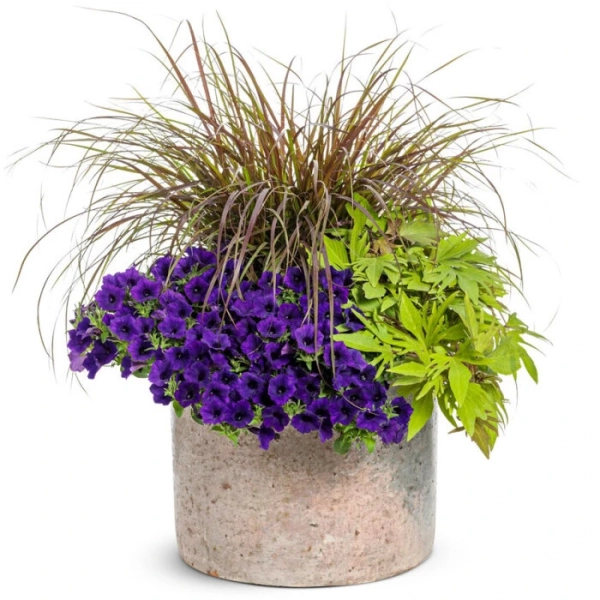 Supertunia Mini Vista® Ultramarine – petunia kaskadowa