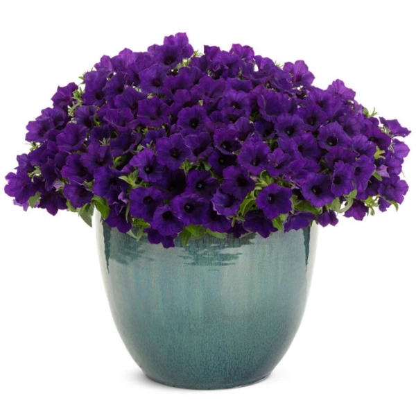 Supertunia Mini Vista® Ultramarine – petunia kaskadowa, sadzonka