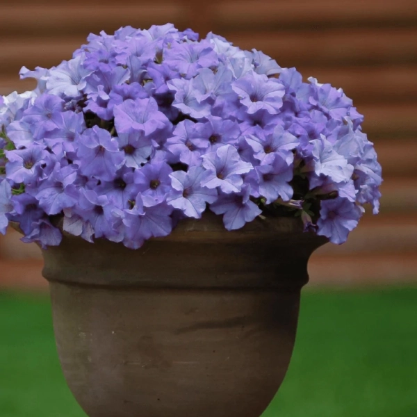 Surfinia 'Heavenly Blue' – sadzonka