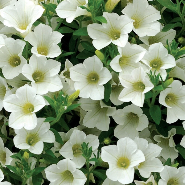 Surfinia 'Table White' – sadzonka