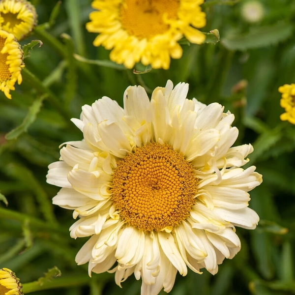 Złocień wielki Sweet Daisy™ Izabel – Leucanthemum, sadzonka