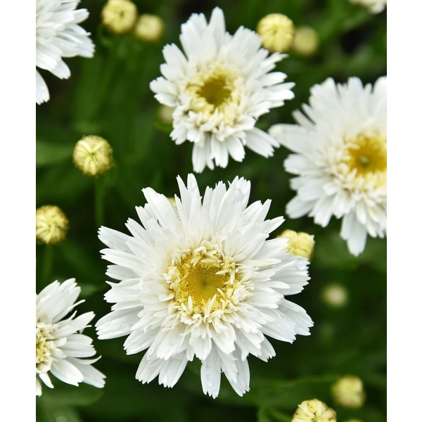 Złocień ogrodowy ‘Sweet Daisy™ Rebecca’ – kwitnący