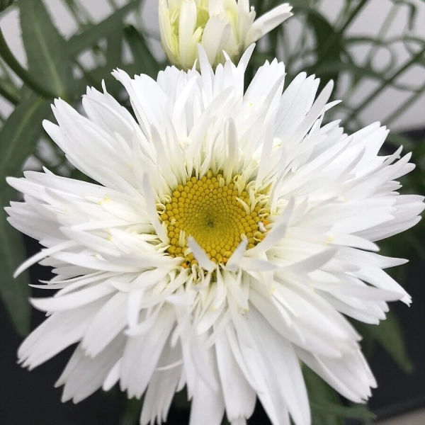 Złocień ogrodowy ‘Sweet Daisy™ Rebecca’ – sadzonka