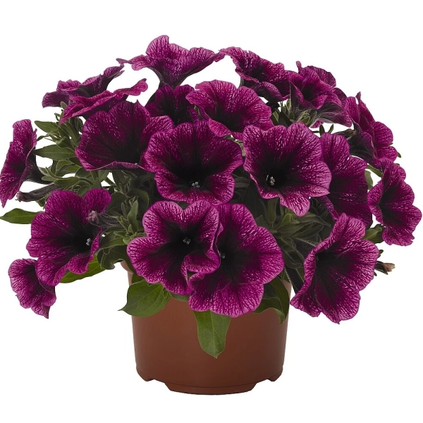 Petunia 'Sweetunia Purple Gem' – sadzonka