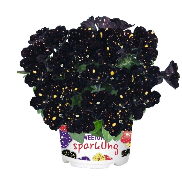 Petunia 'Sweetunia Sparkling Night' – sadzonka