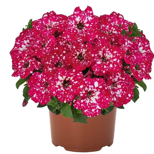 Petunia 'Sweetunia Sparkling Red Surprise' – sadzonka