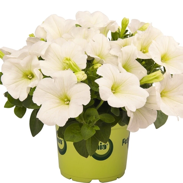 Petunia 'Sweetunia White' – sadzonka