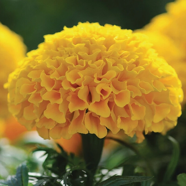 Aksamitka wzniesiona 'Taishan Gold' – Tagetes erecta, sadzonka