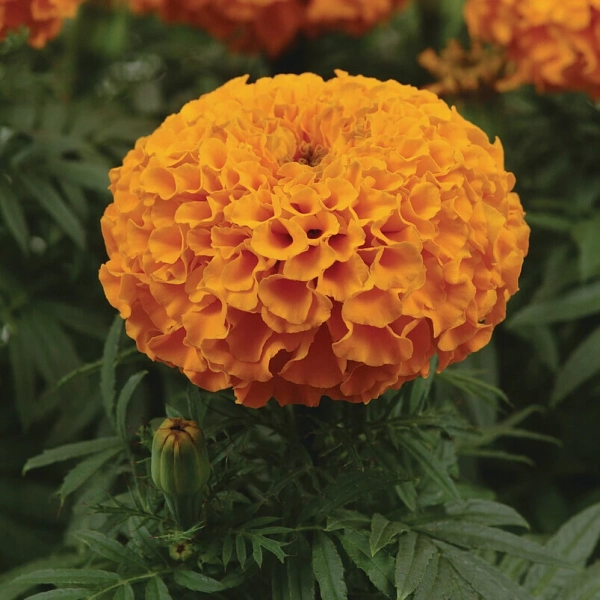 Aksamitka wzniesiona 'Taishan Orange' – Tagetes erecta, sadzonka