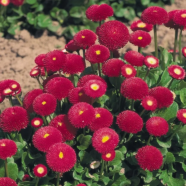 Stokrotka Bellis Tasso Deep Rose – pełne, różowe kwiaty