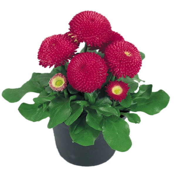 Stokrotka Bellis Tasso Deep Rose – sadzonka w doniczce
