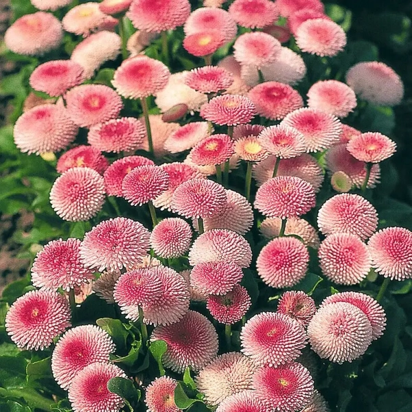 Stokrotka Bellis Tasso Strawberries Cream - kwitnąca
