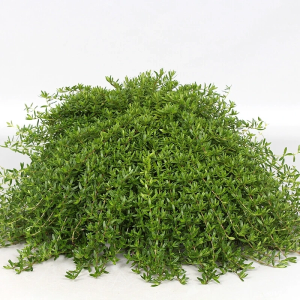 Macierzanka kaskadowa Longicaulis – Thymus longicaulis, bylina okrywowa