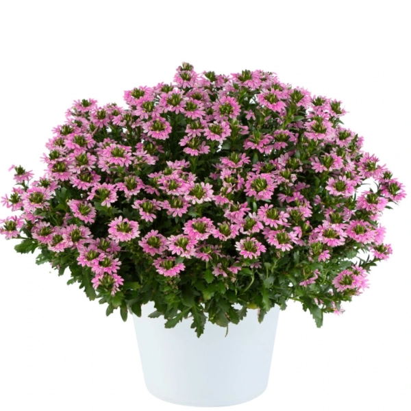 Scaevola aemula 'Touch Baby Pink' – scewola różowa, sadzonka
