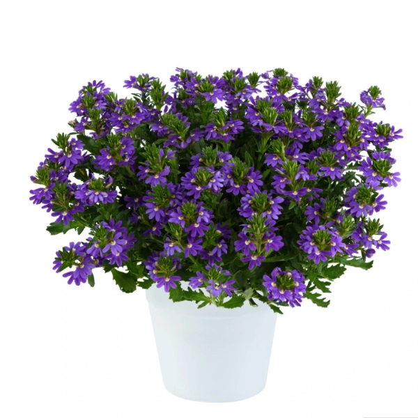 Scaevola aemula 'Touch™ Indigo' – scewola indygo, sadzonka
