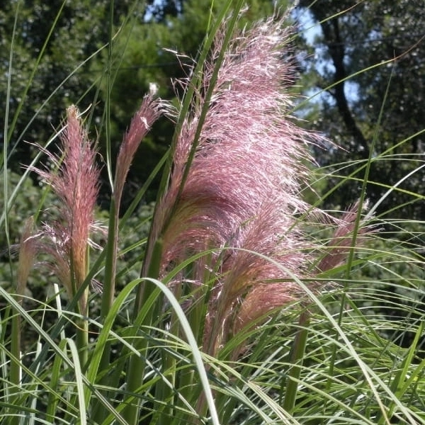 Trawa pampasowa Rosea – Cortaderia selloana, sadzonka