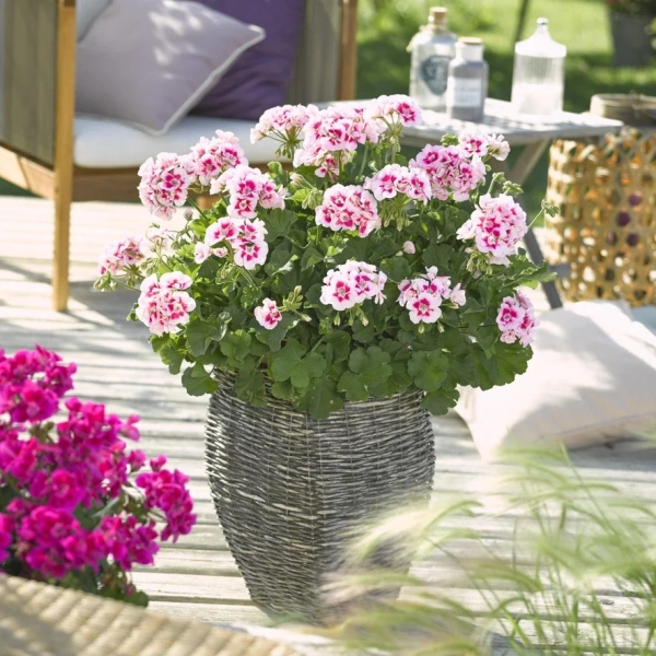 Pelargonia rabatowa 'Trendix Pink Eye' – jasnoróżowa pelargonia, sadzonka