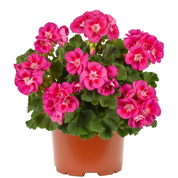 Pelargonia rabatowa 'Trendix Sweet Pink Eye' – różowa pelargonia, sadzonka