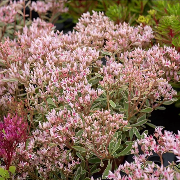 Rozchodnik kaukaski 'Tricolor' – Sedum, Phedimus