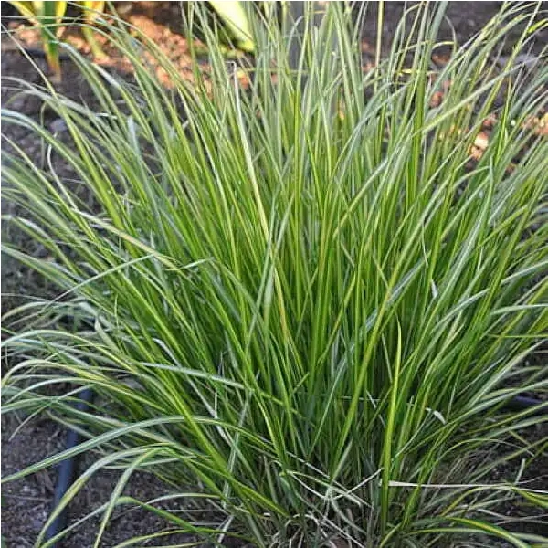 Trzcinnik ostrokwiatowy 'England' – Calamagrostis, sadzonka