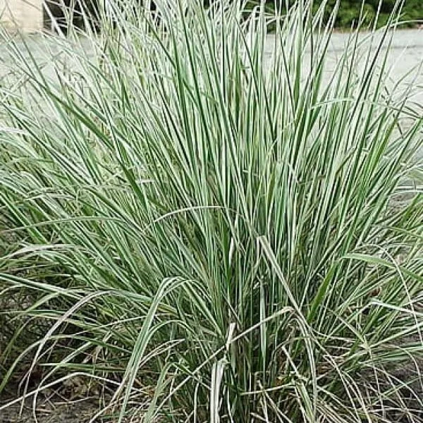 Trzcinnik ostrokwiatowy 'England' – Calamagrostis, sadzonka