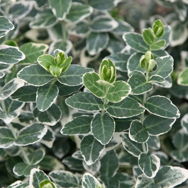 Trzmielina Fortune'a 'Emerald Gaiety' – zimozielony krzew okrywowy