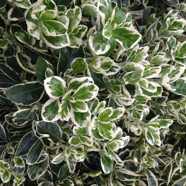 Trzmielina Fortune’a ‘Harlequin’