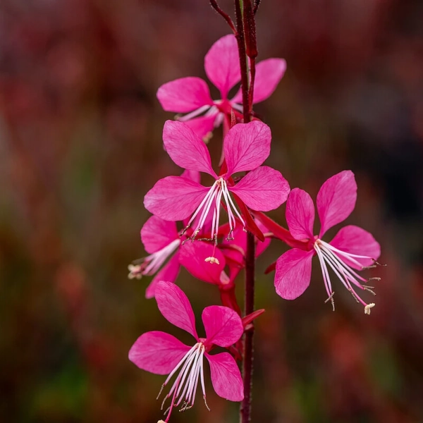 Gaura ‘Tutti Frutti’ –  bylina o różowych kwiatach
