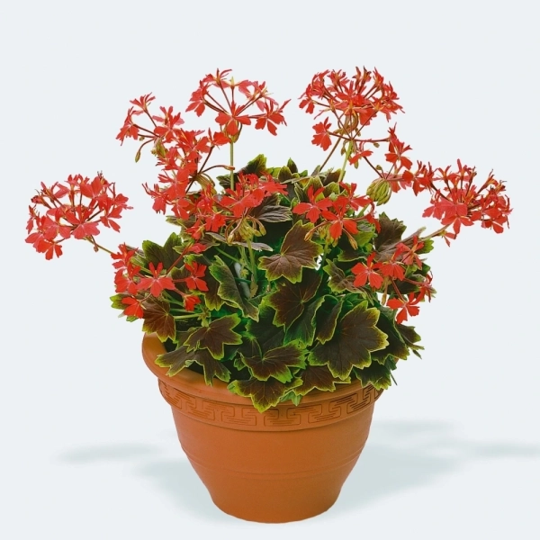 Pelargonia 'Vancouver Centennial' – ozdobne liście, sadzonka