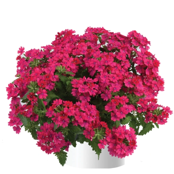 Verbena Vanessa™ 'Compact Neon Pink' – werbena neonoworóżowa, sadzonka