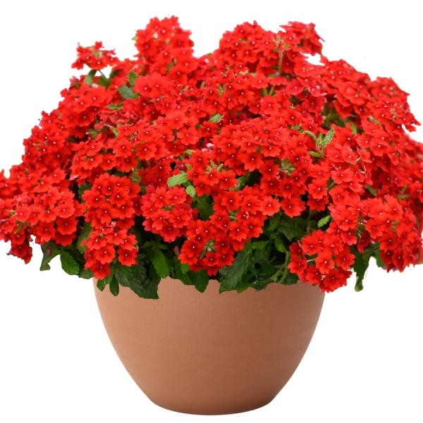 Verbena Vanessa™ 'Compact Hot Red' – werbena czerwona, sadzonka