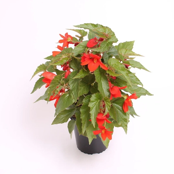 Begonia boliviensis 'Wendy Orange' – begonia zwisająca, sadzonka