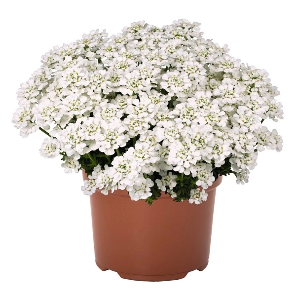 Ubiorek wieczniezielony 'White Shadows' - sadzonka