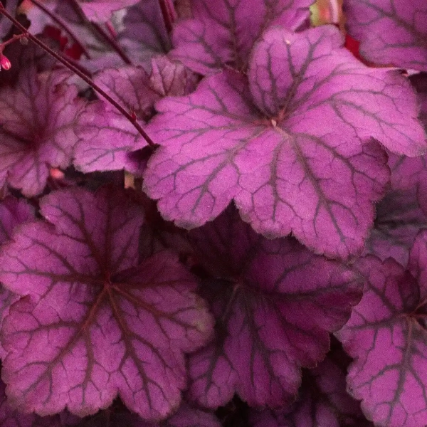 Żurawka Wild Rose – Heuchera, sadzonka w doniczce