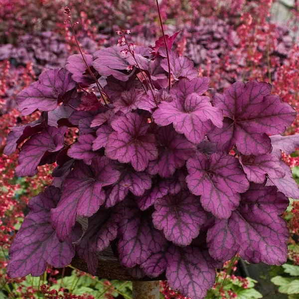 Żurawka Wild Rose – Heuchera, sadzonka