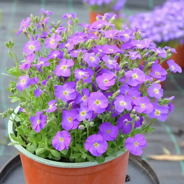Żagwin ogrodowy Rock On Blue – Aubrieta, sadzonka