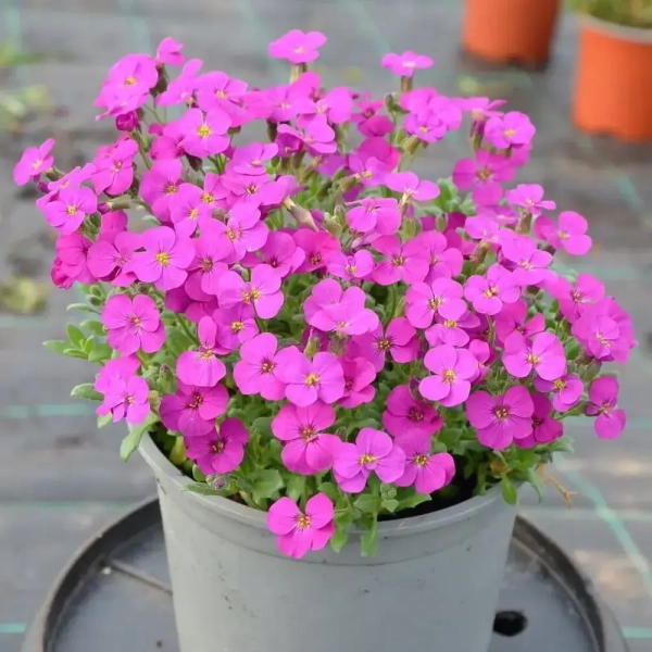 Żagwin ogrodowy Rock On Pink – Aubrieta, sadzonka